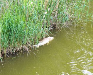 Duże martwe ryby dryfują w Jeziorku Czerniakowskim