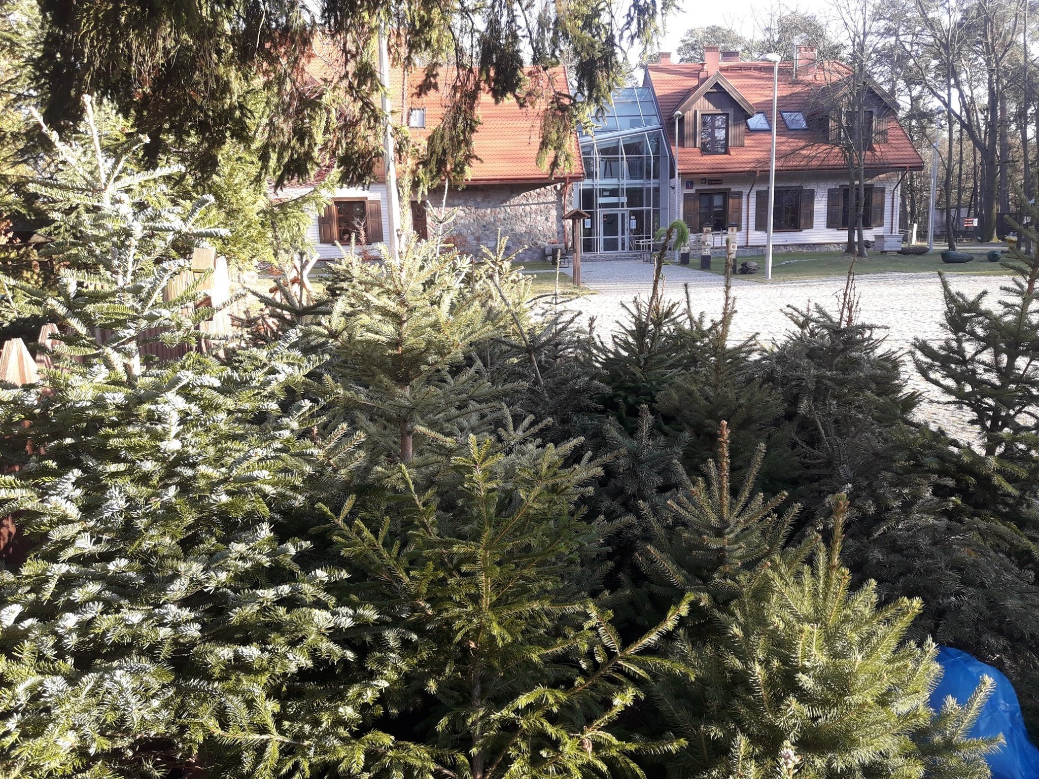Na zdjęciu widzimy budynek Centrum Edukacji Przyrodniczo-Leśnej, na pierwszym planie drzewa iglaste.